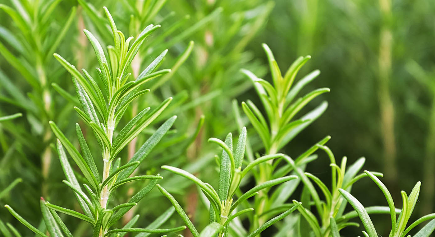 rosemary oil for hair growth