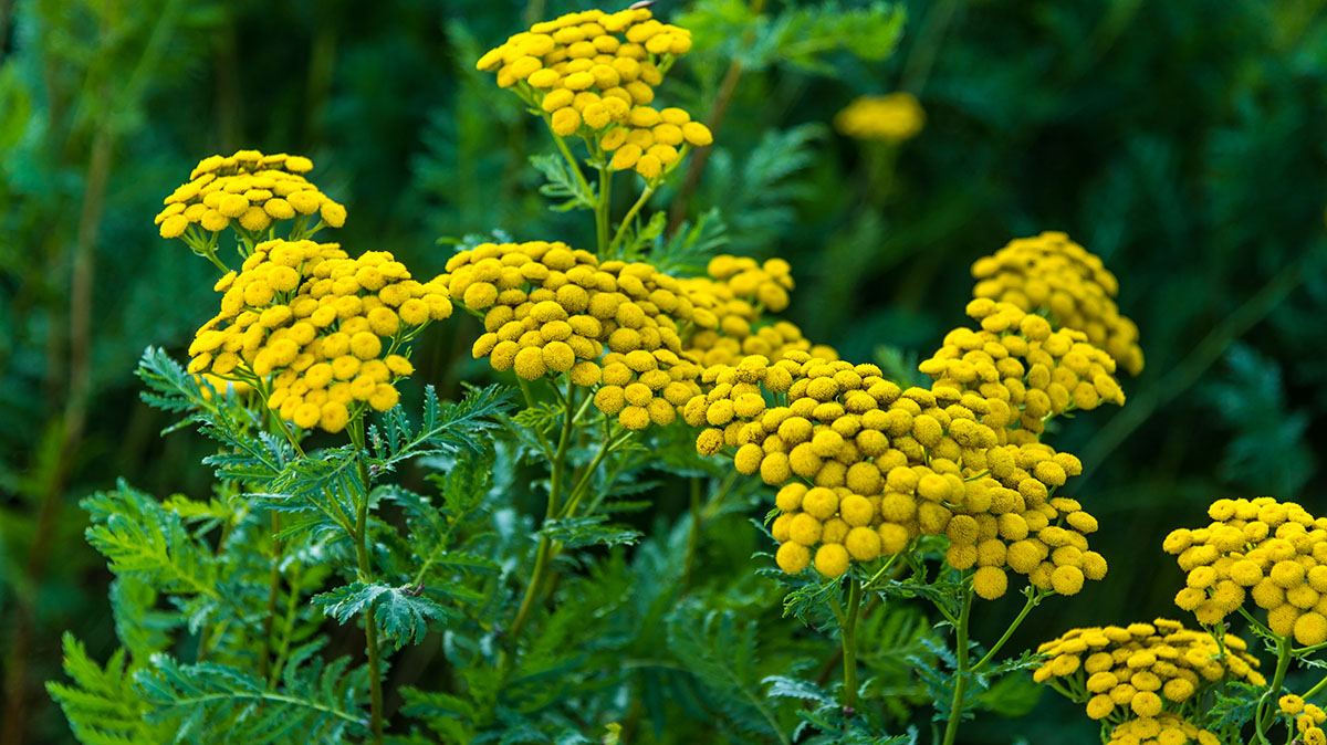 tansy herb