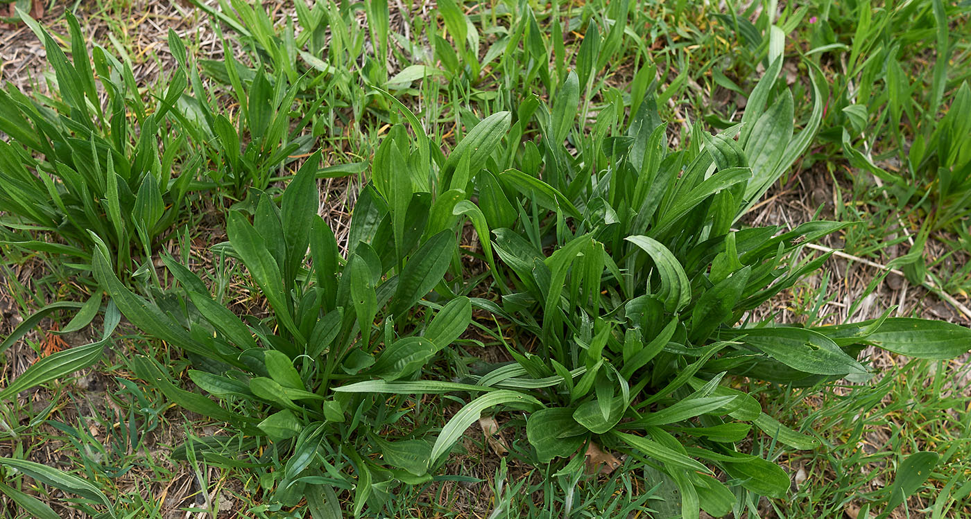 Narrow Leaf Plantain