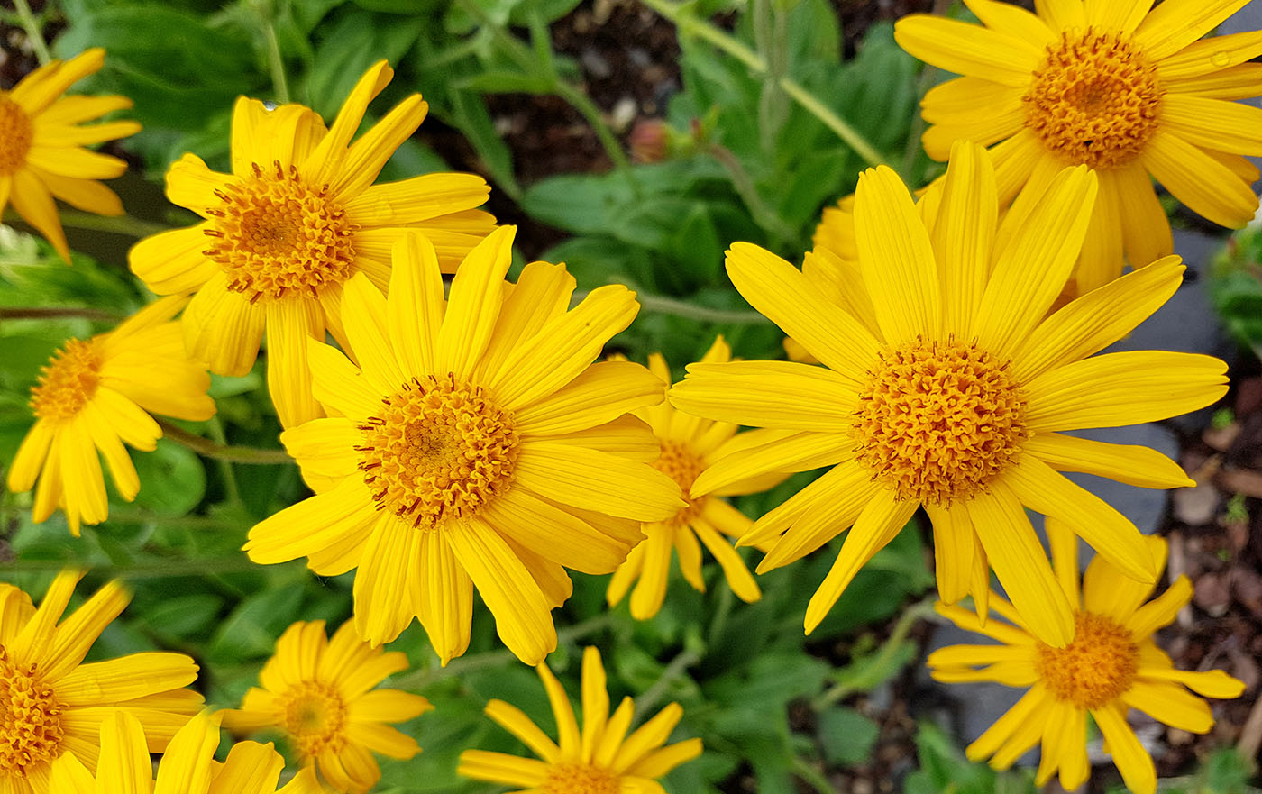 Arnica herb