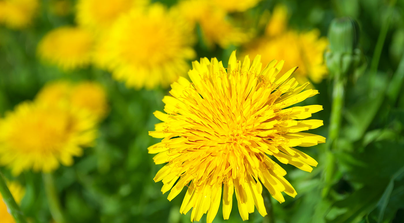 yellow dandelion