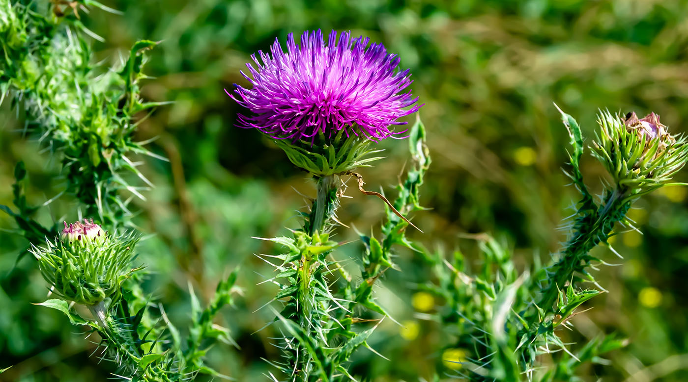 Burdock herb