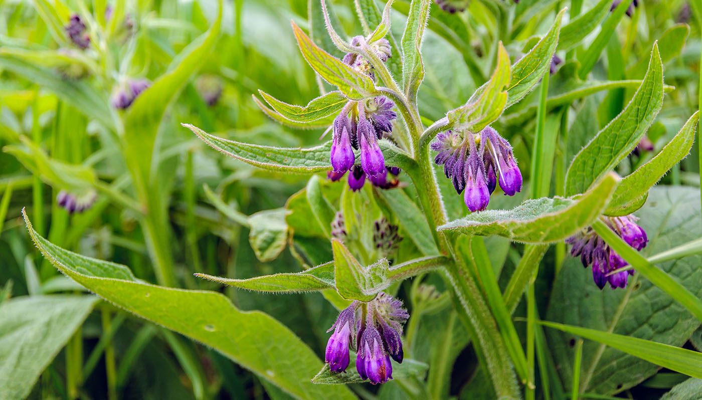 comfrey herb