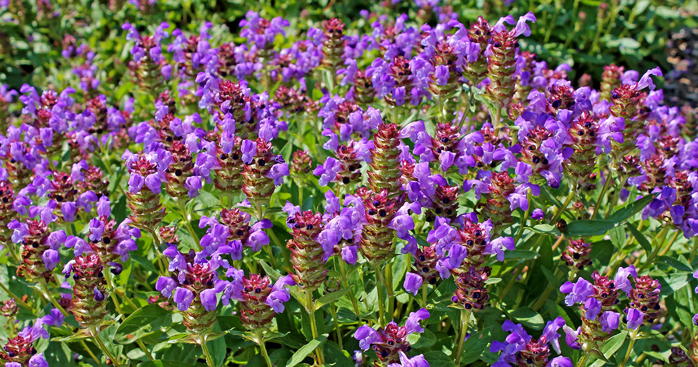 Prunella vulgaris