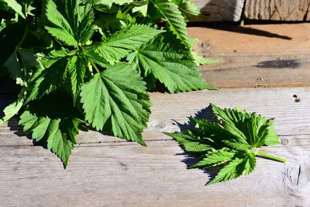 Stinging Nettle benefits