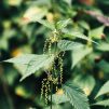 Stinging Nettle -Urtica dioica