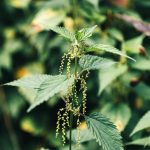 Stinging Nettle -Urtica dioica