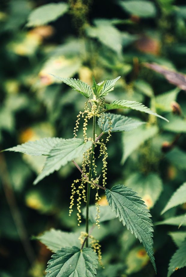 Stinging Nettle -Urtica dioica